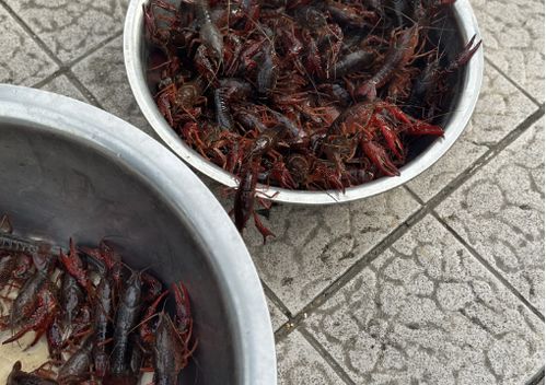 儀征龍蝦調料價格突現大跌，市場供需與季節因素成主因